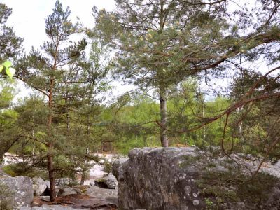 Payasage de Fontainebleau